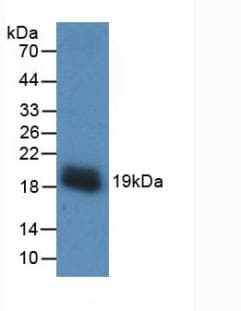 VEGFA / VEGF Antibody