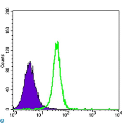 HK2 / Hexokinase 2 Antibody