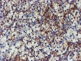 PPAT Antibody (aa42-278, clone OTI1B8)