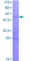 Human CTSG / Cathepsin G Protein (Recombinant GST)