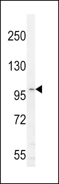 IL6ST / CD130 / gp130 Antibody (aa871-899)