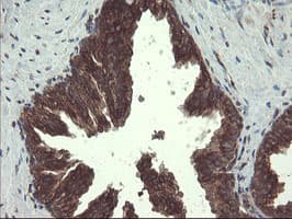 GCP60 / ACBD3 Antibody (clone OTI1G2)