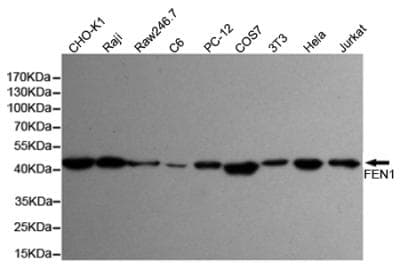 FEN1 Antibody