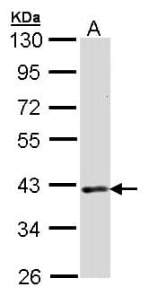 DMC1 Antibody (aa168-340)