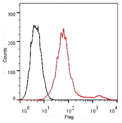 DYKDDDDK Tag Antibody (HiLyte Fluor 488)