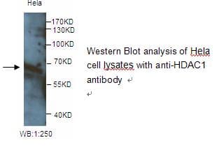 HDAC1 Antibody