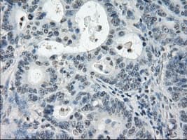 PDE10A Antibody (clone OTI1C9)