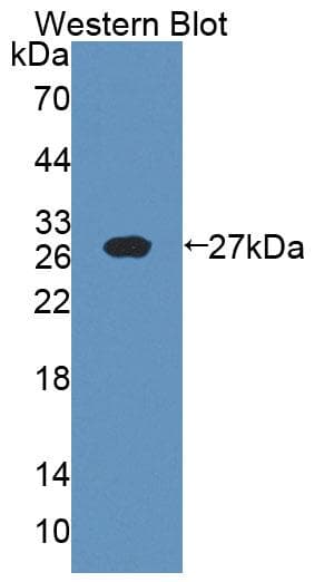 IL18 Antibody (Cy3)