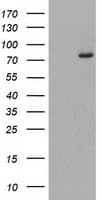 Complement C1s Antibody (clone OTI4D10)