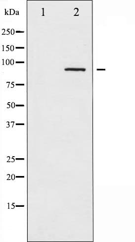ADD1 / Adducin Alpha Antibody