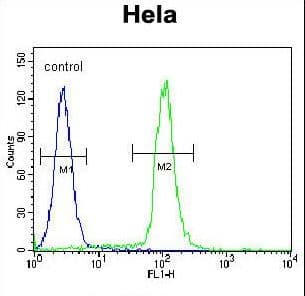 GDF6 / BMP13 Antibody (aa31-59)