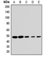 Polyclonal Rabbit anti-Human APOBEC3D Antibody (WB)