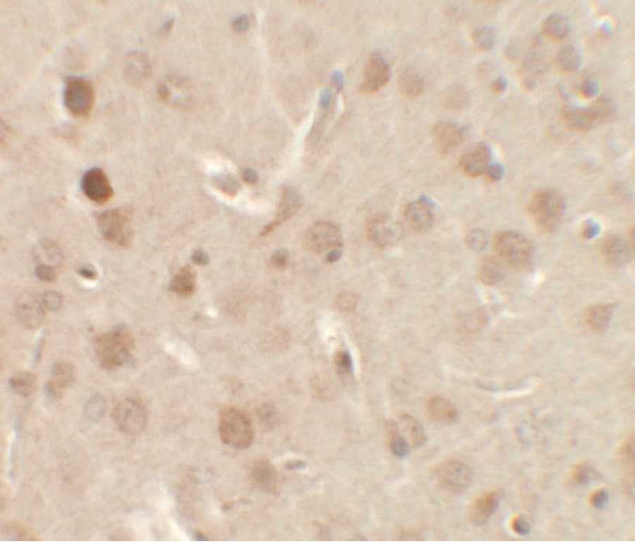 NSMF / NELF Antibody
