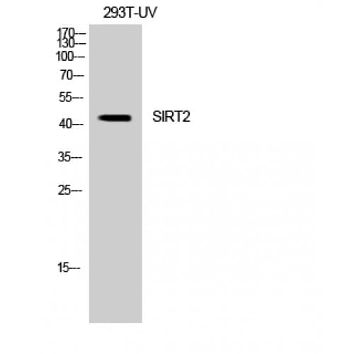 Polyclonal Rabbit anti-Human SIRT2 / Sirtuin 2 Antibody (290-370 aa, C-terminal, WB)