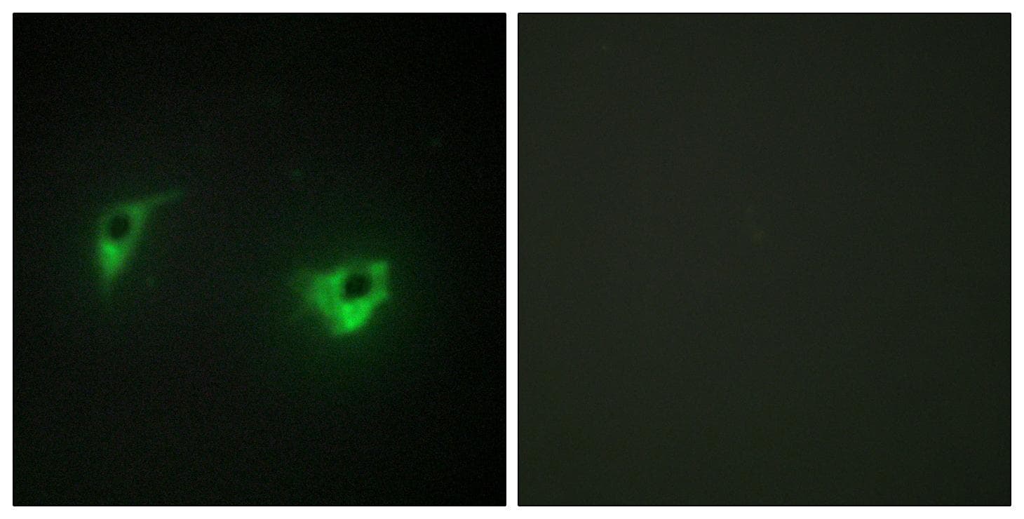 MAP4K4 Antibody