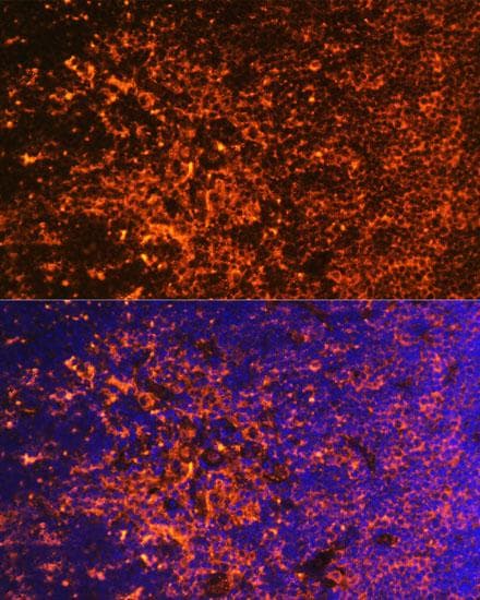 ICOS / CD278 Antibody