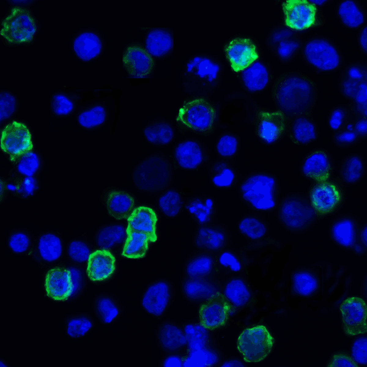 Monoclonal Mouse anti-Human TNFSF14 / LIGHT Antibody (clone 7B9H9, IHC, IF, WB)