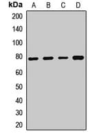 CAMK2G / CaMK II Gamma Antibody