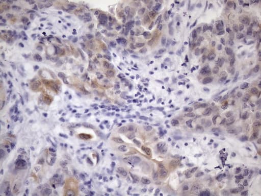 PDIA6 / ERP5 Antibody (clone OTI3E9)