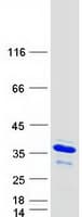 Human GFER Protein (Recombinant Myc-DDK (Flag))