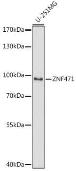 Polyclonal Rabbit anti-Human ZNF471 Antibody (WB)