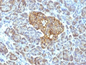 HSPD1 / HSP60 Antibody (clone GROEL/730)