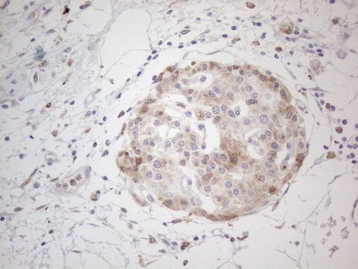 GRN / Granulin Antibody (aa327-593, clone OTI4B9)