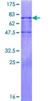 Human DYX1C1 Protein (Recombinant GST)