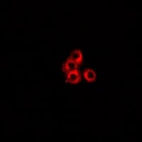 IHC-plus™ STXBP2 Antibody