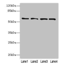 FLAD1 / FADS Antibody (aa1-490)