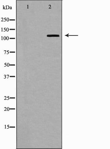 EIF2AK3 / PERK Antibody