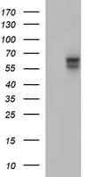 PathPlus™ IL10RA Antibody (clone 1D10)