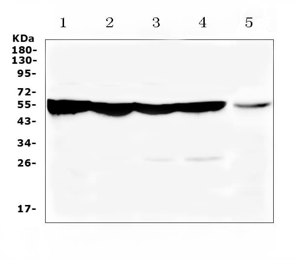 PH / PAH Antibody