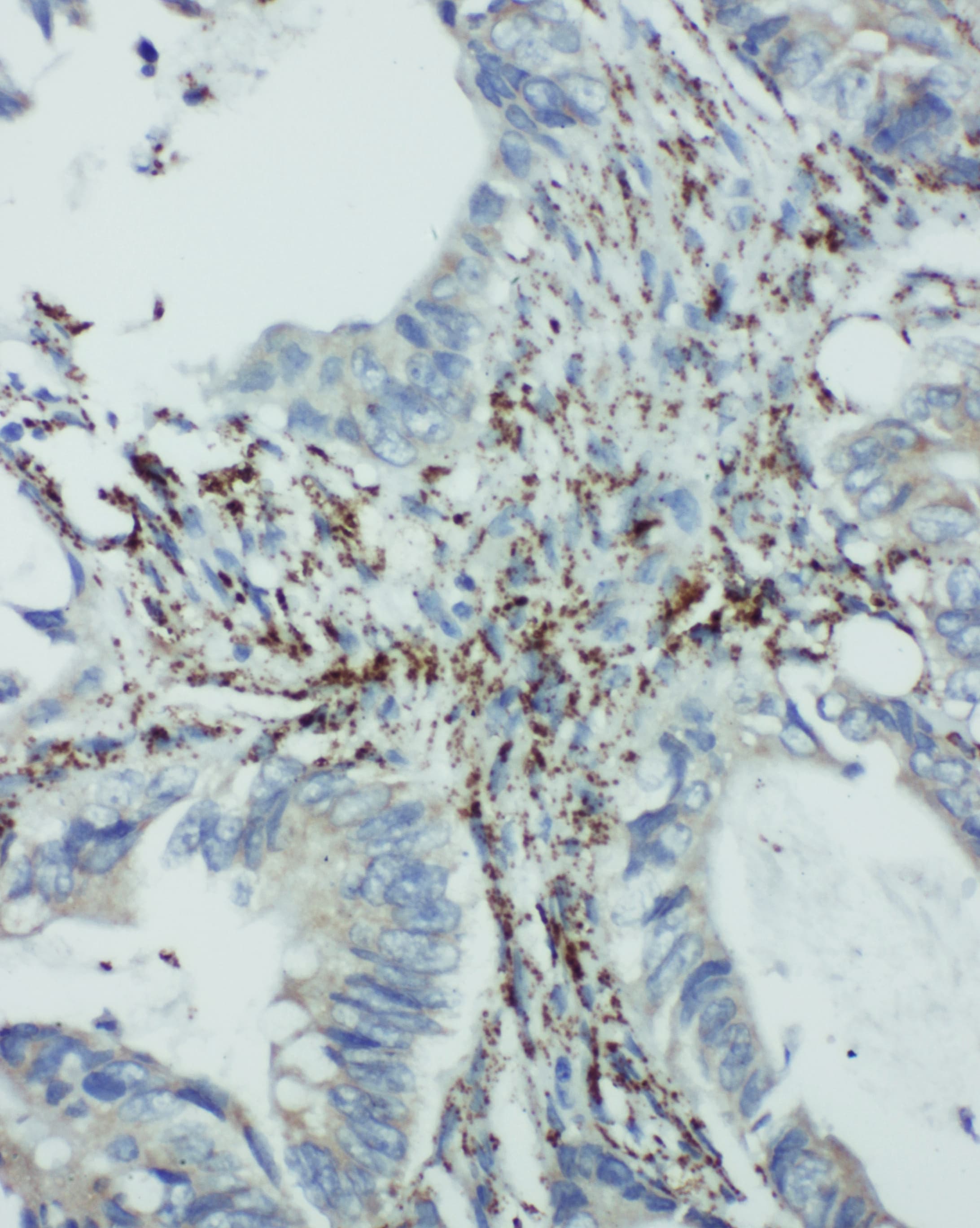 EIF6 Antibody (aa82-96)