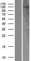NHSL2 Protein (Over-Expression Lysate Myc-DDK (Flag))