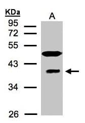 Polyclonal Rabbit anti-Human MRNP41 / RAE1 Antibody (aa307-368, WB)