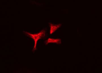 c-Src Kinase / CSK Antibody