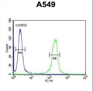 Polyclonal Rabbit anti-Human IFT43 / C14orf179 Antibody (aa145-171, IHC, WB)