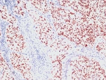 NKX2-1 / Thyroid-Specific TF Antibody (clone SPM150, Azide-free, BSA-free)