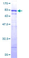 Human TEX13A Protein (Recombinant GST)