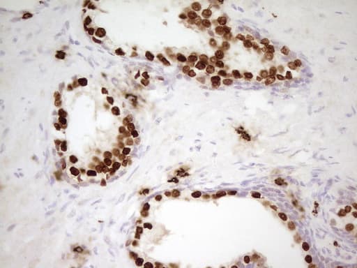 NKX3-1 Antibody (clone UMAB195)