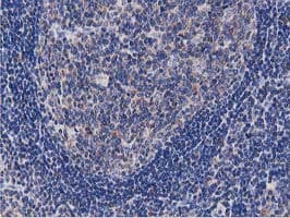 OGFOD1 Antibody (clone OTI1F4, Carrier-free)