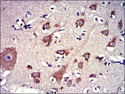 BPIFB1 Antibody (clone 2A5)