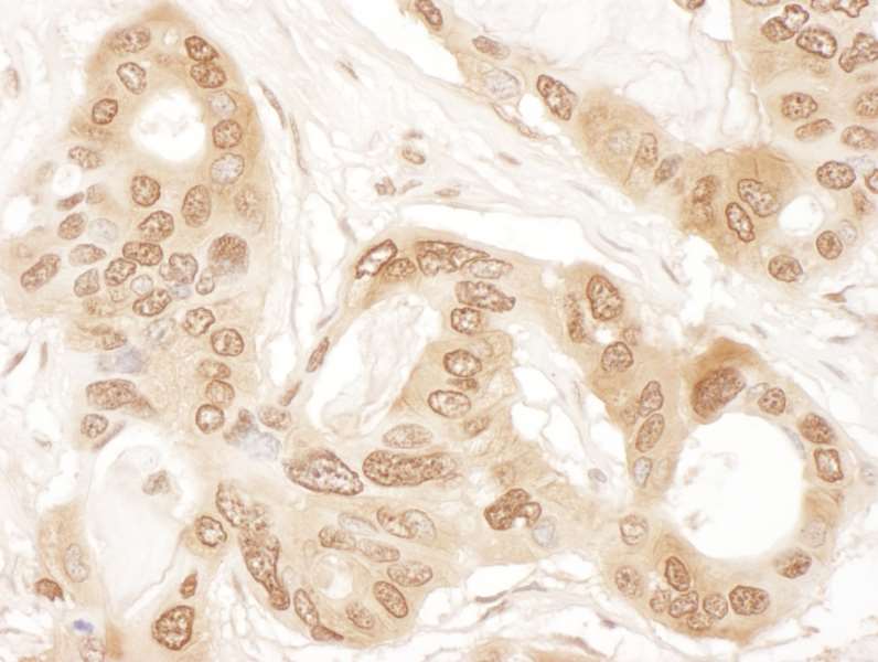 CLNS1A Antibody (aa187-237)