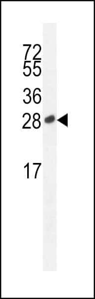 ICOS / CD278 Antibody (aa156-185)