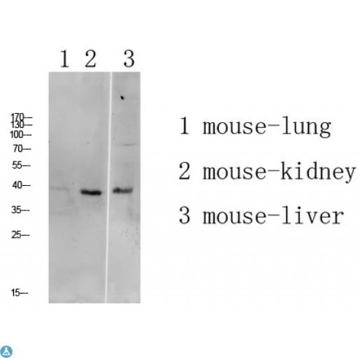 ATG4A Antibody