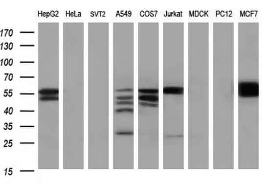 PKM2 Antibody (clone 12B9)