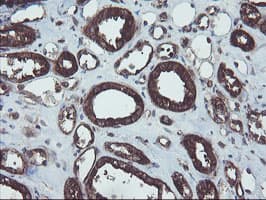 VBP1 Antibody (clone OTI2B12)