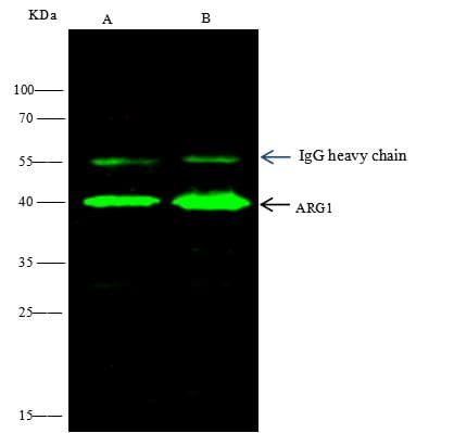 Myc Tag Antibody (clone 08, Preservative Free)