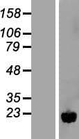 NUDT11 Protein (Over-Expression Lysate Myc-DDK (Flag))